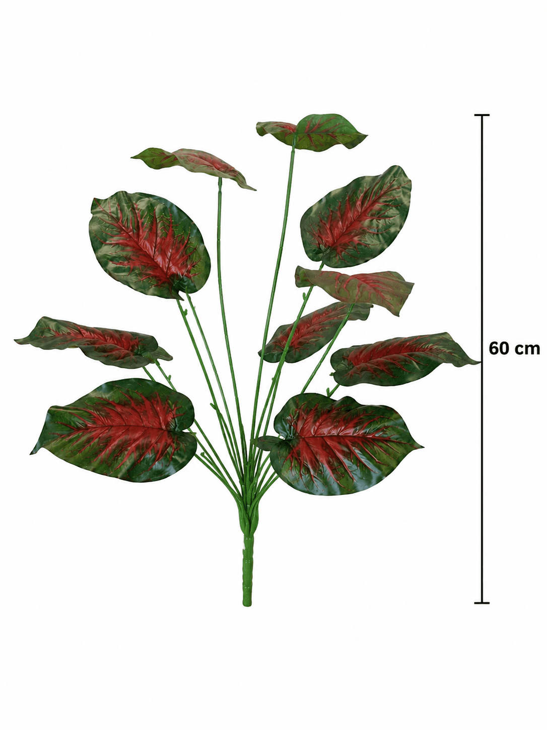 Caladium Rosso