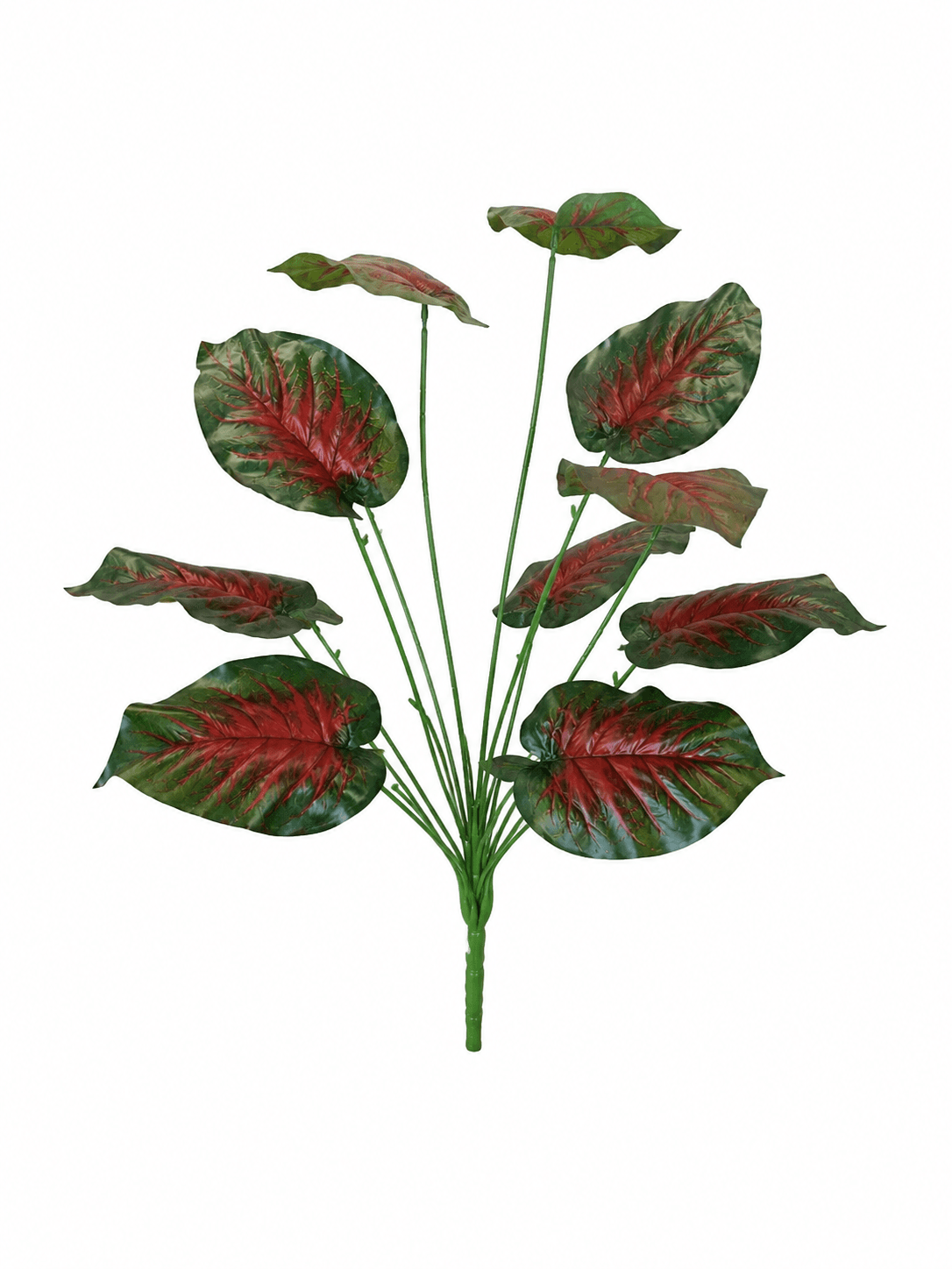 Caladium Rosso 3