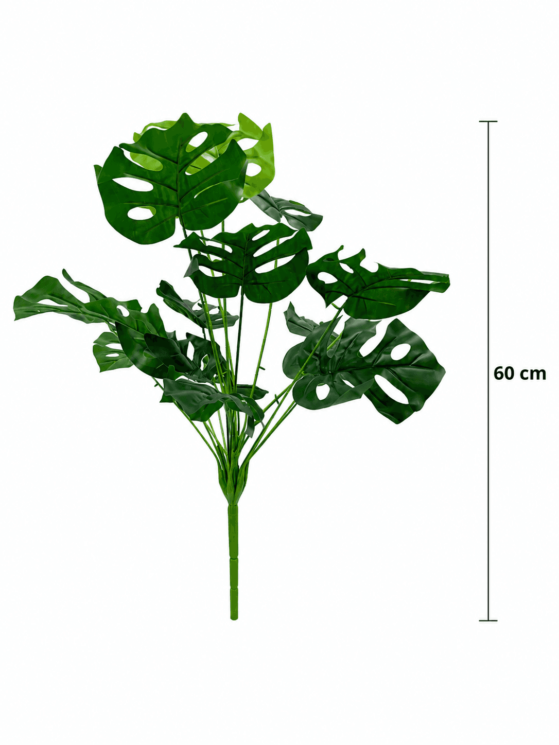 Monstera Deliziosa 3