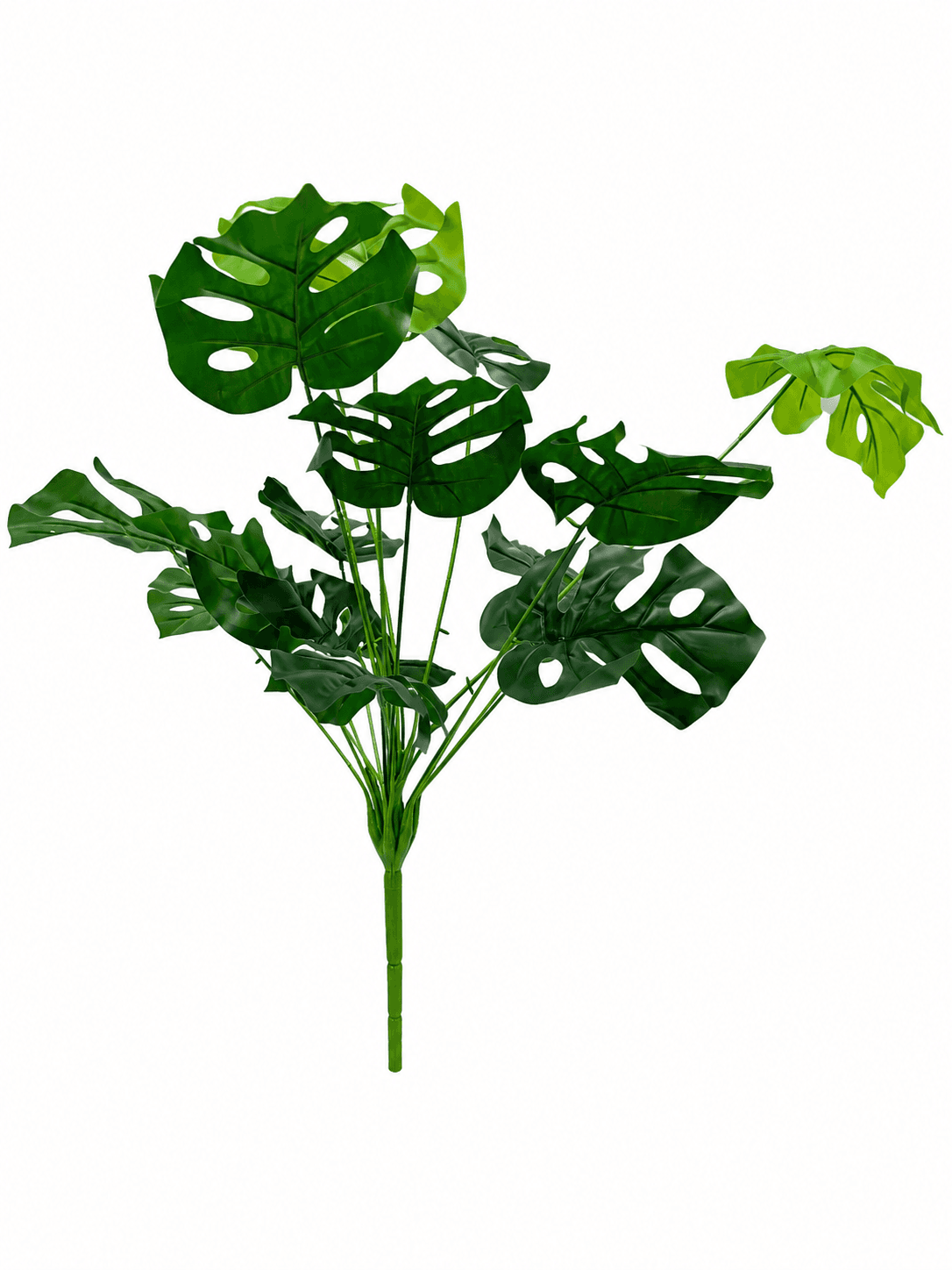 Monstera Deliziosa 4