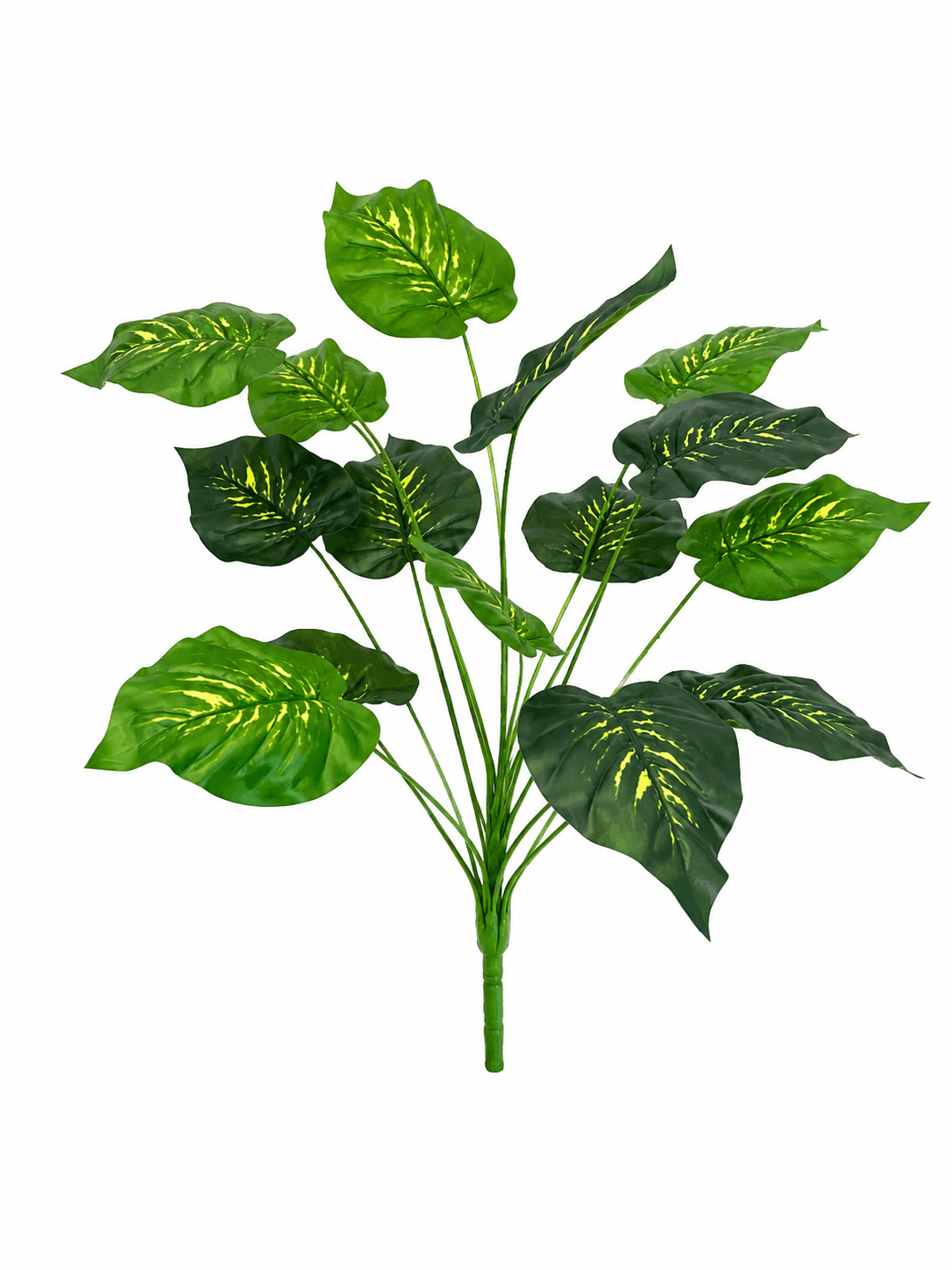 Pothos Variegato